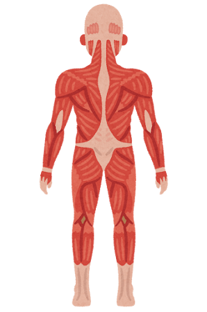 首の痛みに関係のある筋肉は？
